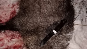 Нож Таймень на охоте